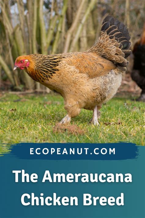 ameraucana chicken lifespan|Ameraucana Chicken Breed – Everything You Need .